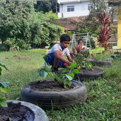 රුක් රෝපණ වැඩසටහන